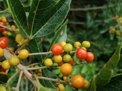 Allophylus decipiens