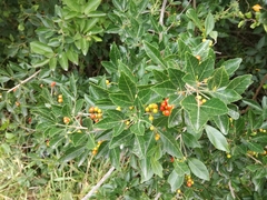 Allophylus decipiens