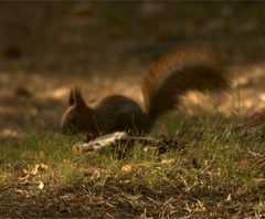 Sciurus vulgaris