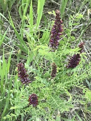 Amorpha nana