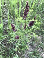 Amorpha nana