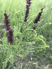 Amorpha nana