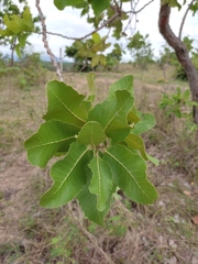 Curatella americana