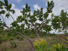 Curatella americana