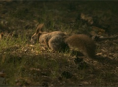 Sciurus vulgaris
