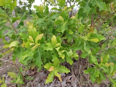 Curatella americana