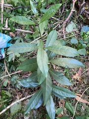 Coelospermum paniculatum