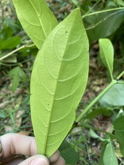 Coelospermum paniculatum