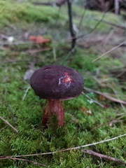 Boletus barragensis