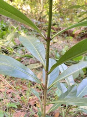 Coelospermum paniculatum