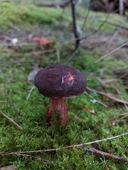 Boletus barragensis