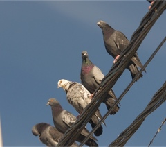 Columba livia domestica