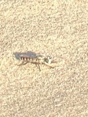 Laphystia litoralis