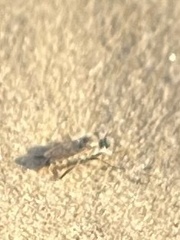Laphystia litoralis
