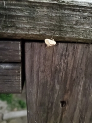 Tortricidia testacea