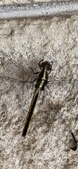 Libellula axilena