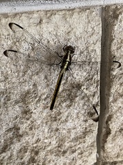 Libellula axilena