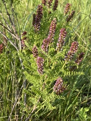 Amorpha nana