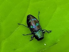 Chrysobothris chlorocephala