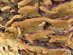 Trichaptum abietinum