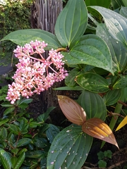 Medinilla speciosa