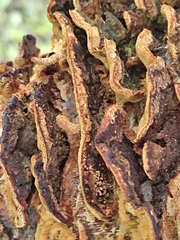 Trichaptum abietinum