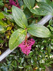 Medinilla speciosa