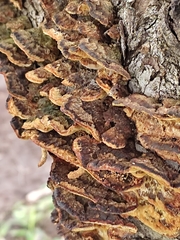 Trichaptum abietinum