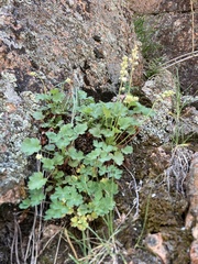 Heuchera hallii