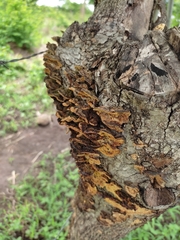 Trichaptum abietinum