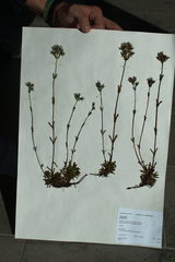 Gentianella corymbosa