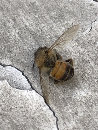 photo of Western Honey Bee (Apis mellifera)