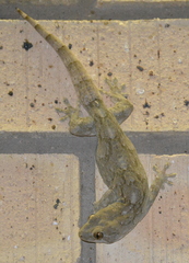 Homopholis walbergii