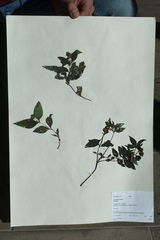 Wedelia fruticosa