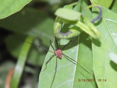 Leiobunum calcar