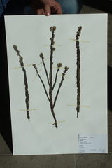 Baccharis genistelloides