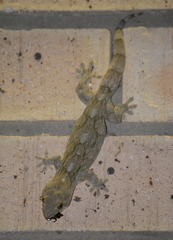 Homopholis walbergii