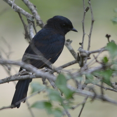 Melaenornis pammelaina ater
