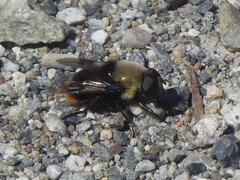 Sericomyia vockerothi