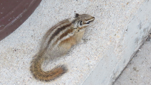 Colorado Chipmunk
