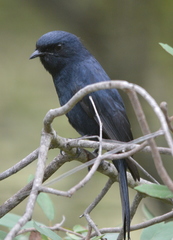 Melaenornis pammelaina ater