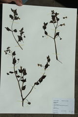 Jaltomata viridiflora