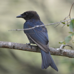 Dicrurus adsimilis fugax