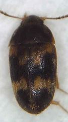 Litargus balteatus