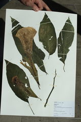 Brugmansia suaveolens