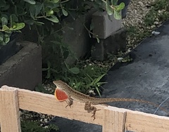 Anolis sagrei