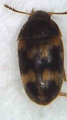 Litargus balteatus