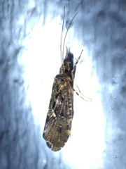 Rhyacophiloidea
