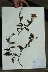 Calceolaria microbefaria