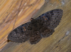 Erebus walkeri